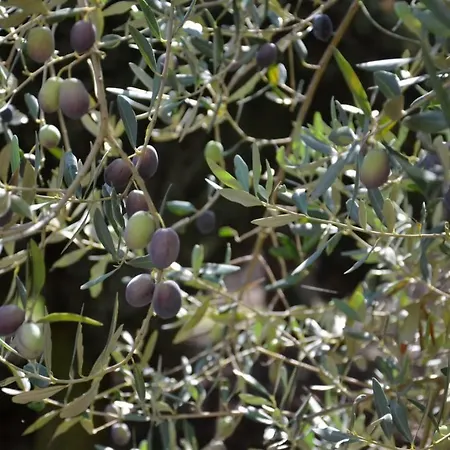 Alchea Locazione Turistica